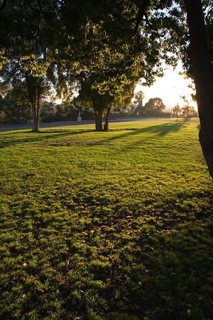 Golden sun on the grass