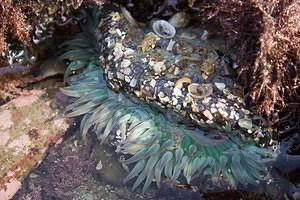 Sea anemone partially covered with shells