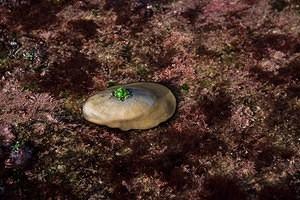 Fist sized keyhole limpet roaming around the tide pools