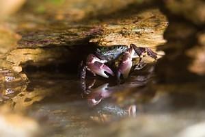 Purple crab holed up in the cliffs along the shore