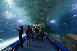 Sea tunnel in L'Oceanografic