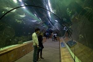 Another glass tunnel through L'Oceanografic