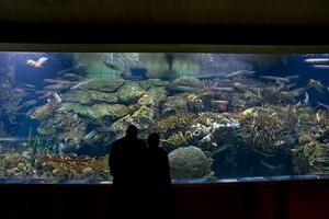 L'Oceanografic aquarium silhouettes