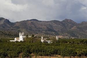 Orange orchard near the coast