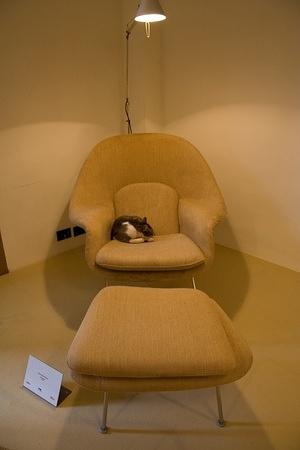 Stray cat sleeping in the museum's 1948 Eero Saarinen Womb chair