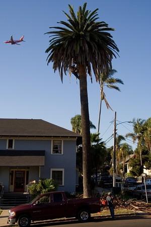 2007.08.28 Palm tree removal