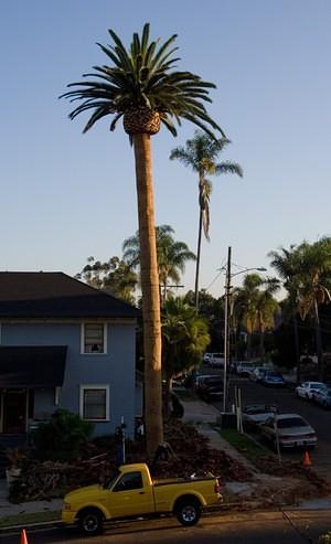 Palm trimmed, cutting roots