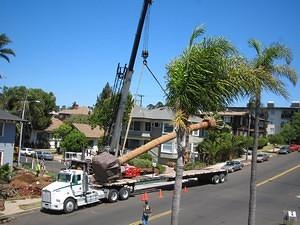 Loading the palm on a flatbed (photo by Bill)