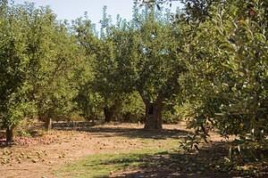 100 year old keibler-esque apple tree