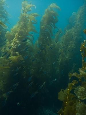 School of fish in the kelp