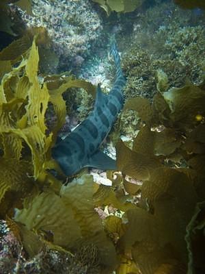 Leopard shark hiding in the kelp