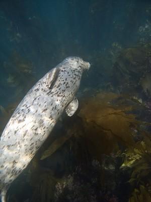 Harbor seal swimming underneath me