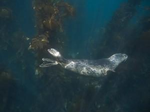 Harbor seal swimming above the kelp