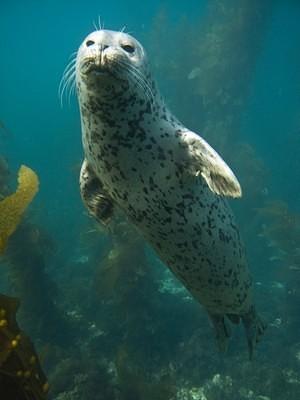 A harbor seal checking me out