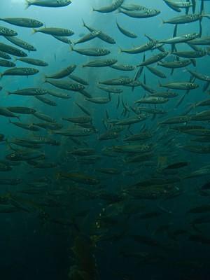 Silver baitfish in the kelp forest