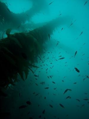 Looking up at the kelp forest