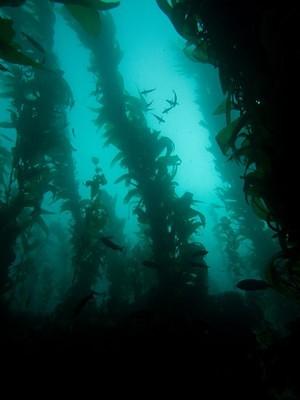 Shiprock kelp forest