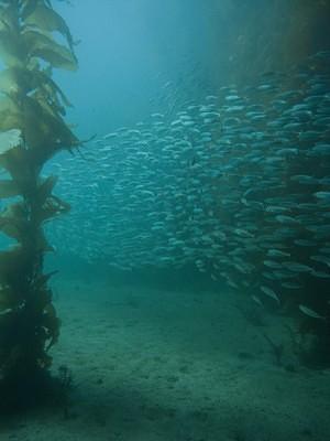 School of fish swimming through the kelp forest