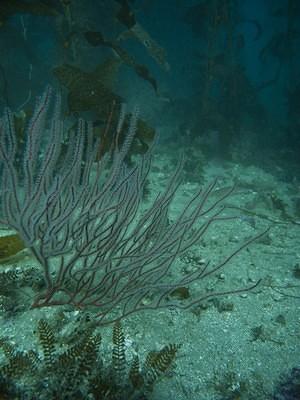 Red Gorgonian