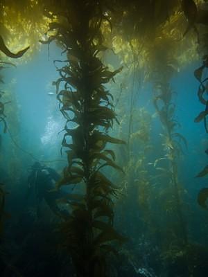 A diver in the kelp forest