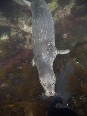 Harbor seal nibbling my fins