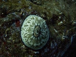 Mottled Giant Keyhole Limpet