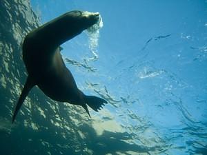 A sea lion blowing bubbles
