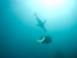 A sea lion about to nibble on Mani's valve
