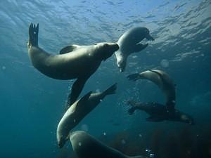 Twisting sea lions