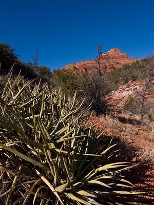 Yucca near Sedona