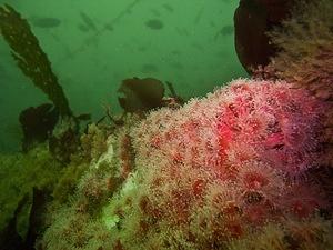 Strawberry anemones on the Yukon