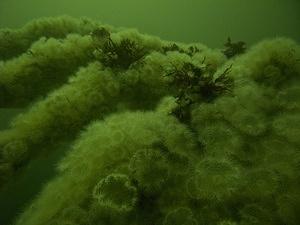 White anemones