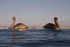 Pelicans waiting for lunch