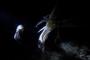 Squid coupling in diver's lights
