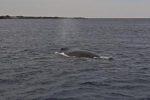 Humpback whale