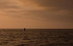 Baby humpback whale breaching