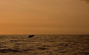 Baby humpback whale breaching at sunset