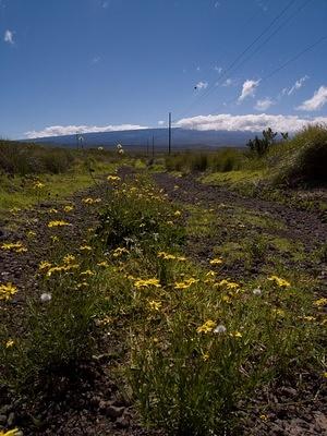 Flowers just off the saddle road