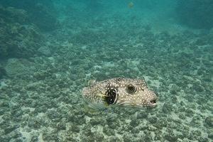 Stripebelly pufferfish