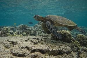 Green sea turtle at Kahalu'u