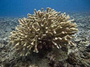 Elkhorn coral