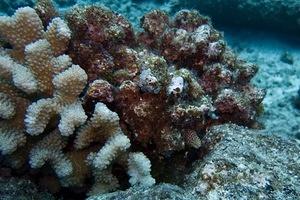 Small stout moray eel in a coral head