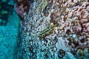 Yellow and black nudibranch