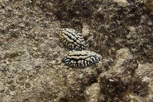 Nudibranch snuggle