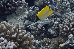 Big longnose butterflyfish