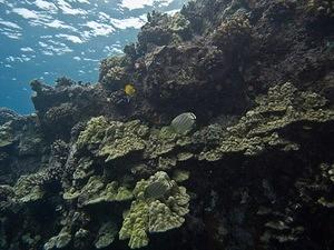 Ornate butteryflyfish and corals