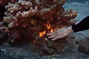 Cleaner shrimp giving a manicure