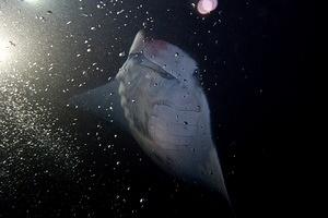 Ten foot male manta ray feeding around scuba bubbles