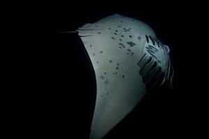 Underside of a manta ray looping