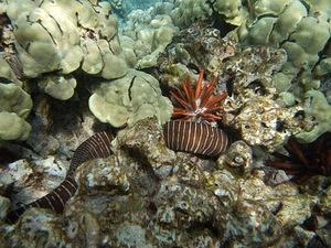 Zebra moray eel